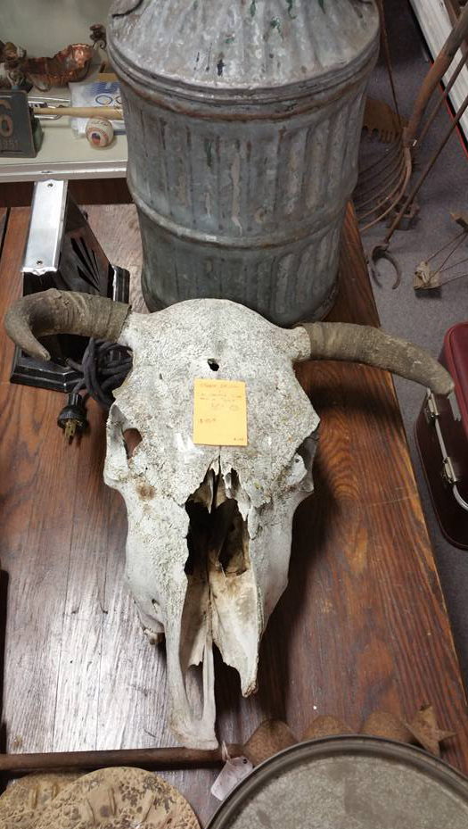 Antique Bull Skull